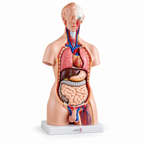 Unisex Torso 23 Parts